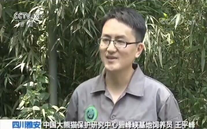 大熊猫丁丁如意起程赴俄罗斯的具体情况解析