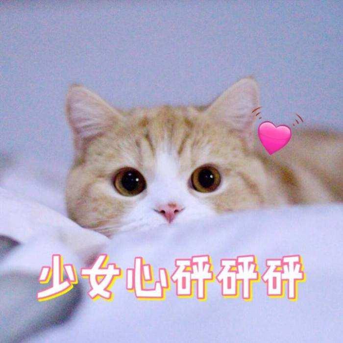 橘猫在线求领养 《西蒙的猫跑酷》乖萌预约中